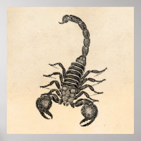Illustration vintage des années 1800 - Scorpions
