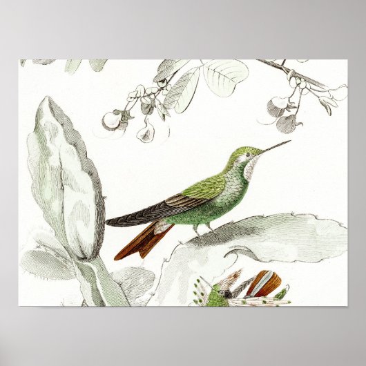 Poster Illustration vintage des colibris - Oiseaux des an (Devant)