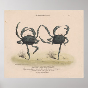 Poster Illustration vintage des crabes dansants (1849)