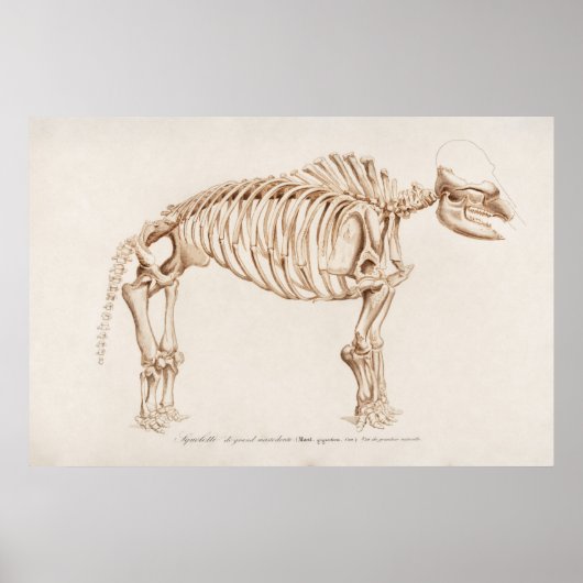 Poster Illustration vintage des mamographies (Devant)