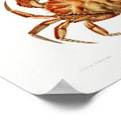 Poster Illustration vintage des mollusques (Coin)