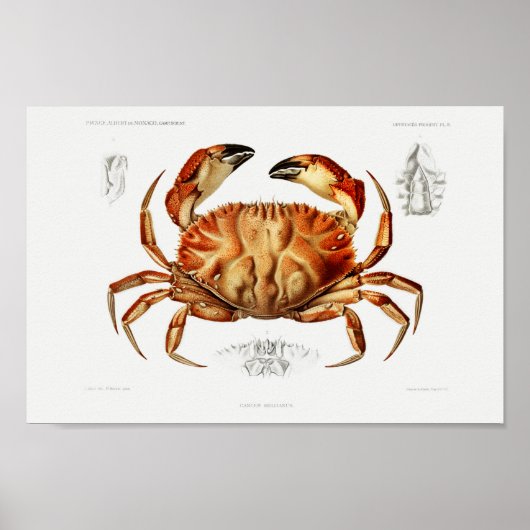 Poster Illustration vintage des mollusques (Devant)