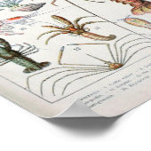 Poster Illustration vintage des mollusques (Coin)