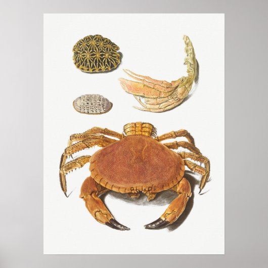 Poster Illustration vintage des mollusques (Devant)