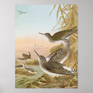 Poster Illustration Vintage des "Sandpipers"
