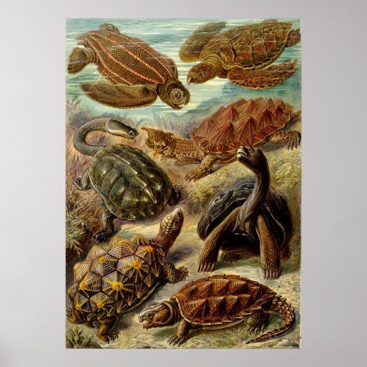 Poster Illustration vintage des tortues (Devant)