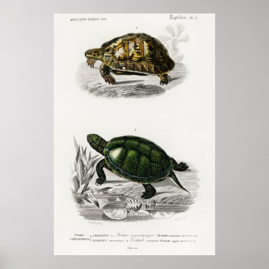 Poster Illustration vintage des tortues (Devant)