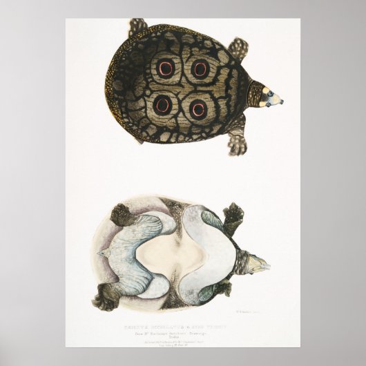 Poster Illustration vintage des tortues (Devant)