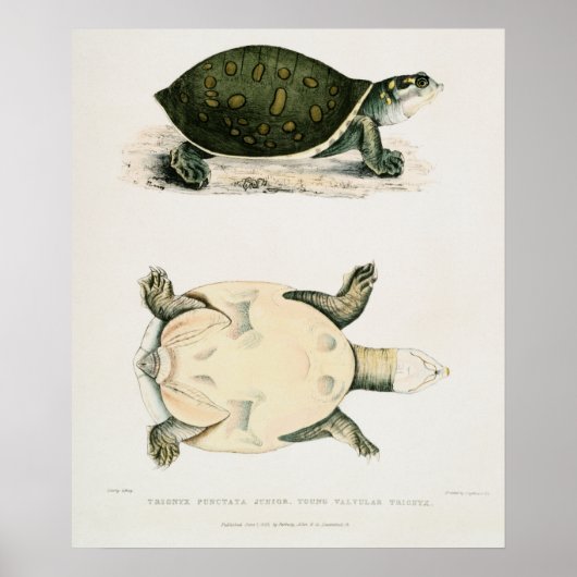 Poster Illustration vintage des tortues (Devant)