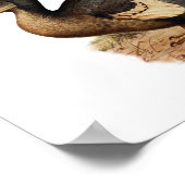 Poster Illustration vintage Dodo Bird (Coin)