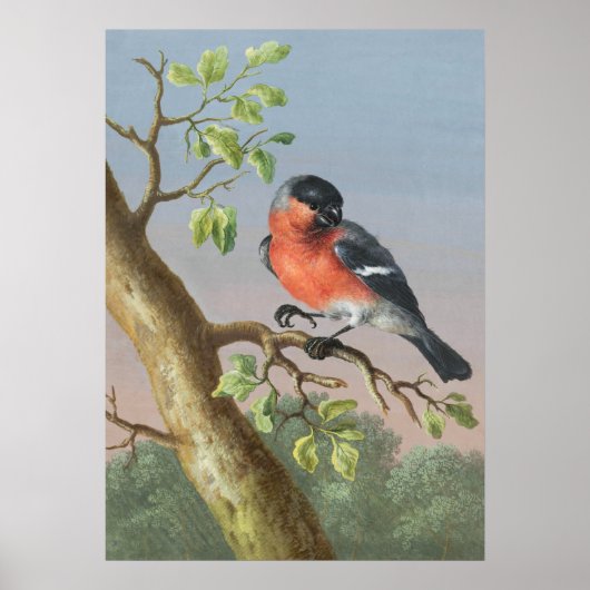 Poster Illustration vintage d'oiseaux (Devant)