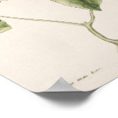 Poster Illustration vintage d'oiseaux (Coin)