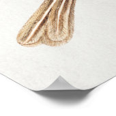 Poster Illustration vintage d'oiseaux (Coin)