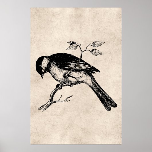 Poster Illustration vintage d'oiseaux chanteurs - Oiseaux (Devant)