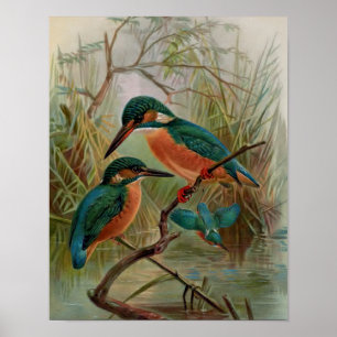 Poster Illustration Vintage d'oiseaux du martin pêcheur