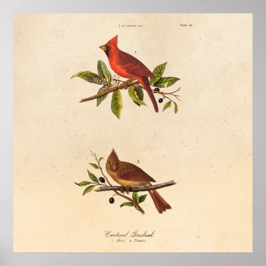 Poster Illustration vintage du cardinal Song - années 180 (Devant)