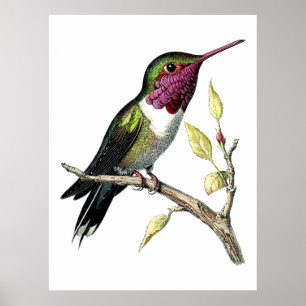Poster Illustration vintage du colibri d'Anna