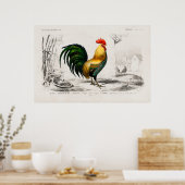 Poster Illustration vintage du coq (Cuisine)