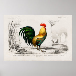 Poster Illustration vintage du coq