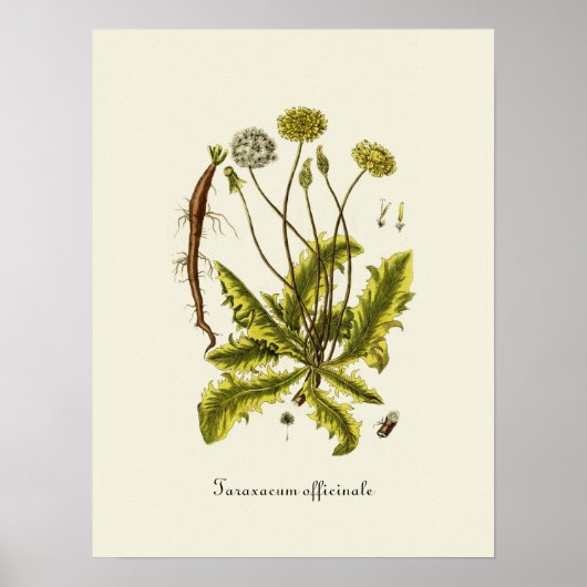 Poster Illustration vintage du Dandelion (Devant)