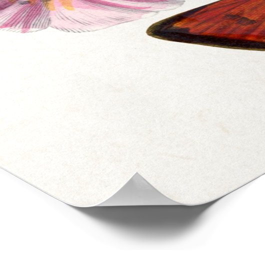 Poster Illustration Vintage du papillon d'impression (Coin)