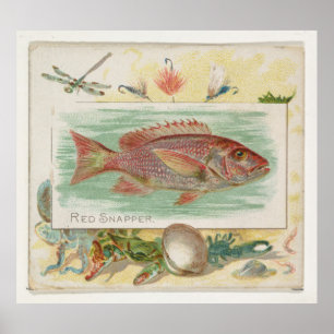 Poster Illustration vintage du poisson de l'espèce Red Sn