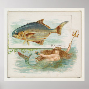 Poster Illustration vintage du poisson Pompano