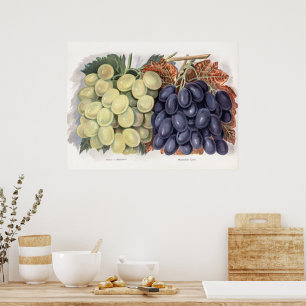 Poster Illustration vintage du raisin