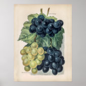 Poster Illustration vintage du raisin (Devant)
