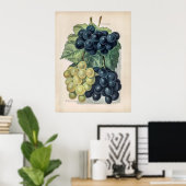Poster Illustration vintage du raisin (Bureau à domicile)