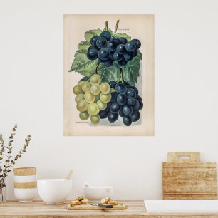 Poster Illustration vintage du raisin