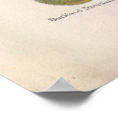 Poster Illustration vintage du raisin (Coin)