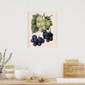 Poster Illustration vintage du raisin (Cuisine)