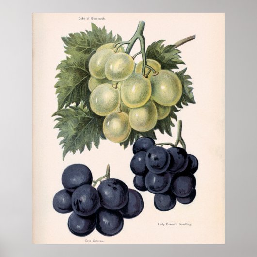Poster Illustration vintage du raisin (Devant)