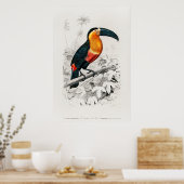 Poster Illustration vintage du Toucan (Cuisine)