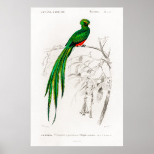 Poster Illustration Vintage d'un quetzal de Pavonine