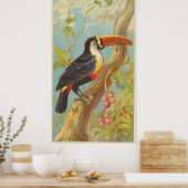 Poster Illustration vintage d'un Toucan (1889) (Cuisine)