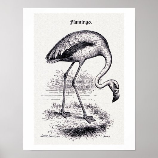 Poster Illustration Vintage "Flamant rose" (Devant)