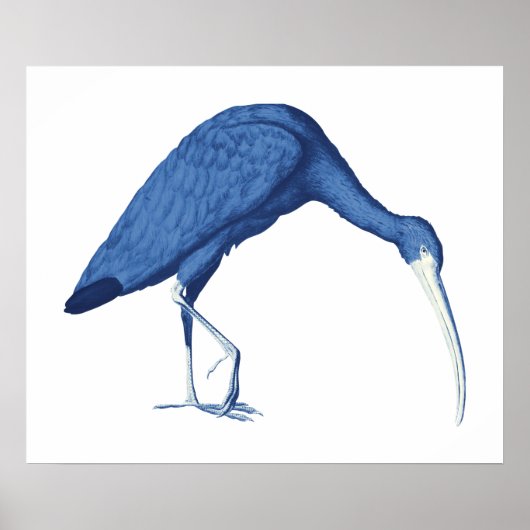 Poster Illustration vintage Ibis bleu (Devant)