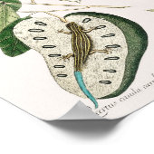 Poster Illustration vintage Lizard (Coin)