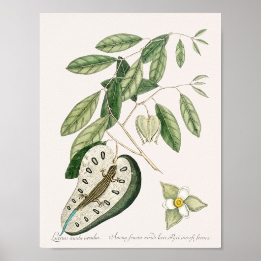 Poster Illustration vintage Lizard (Devant)