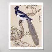 Poster Illustration vintage : Magpie eurasiatique (Devant)
