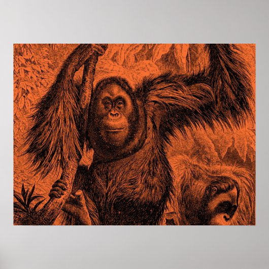 Poster Illustration vintage Orange Orangutan - Singe (Devant)