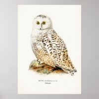 Illustration vintage Owl