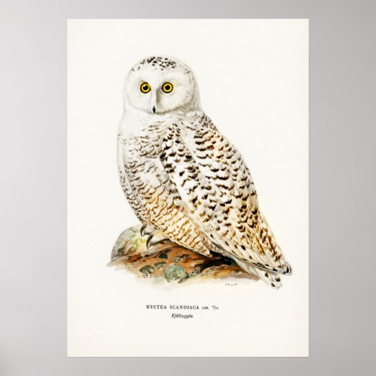Poster Illustration vintage Owl (Devant)