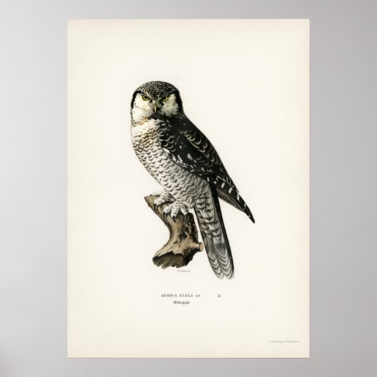 Poster Illustration vintage Owl (Devant)