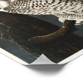 Poster Illustration vintage Owl (Coin)