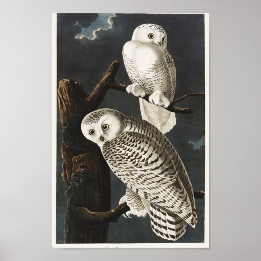 Poster Illustration vintage Owl (Devant)