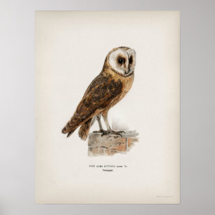 Poster Illustration vintage Owl