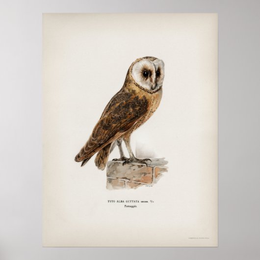 Poster Illustration vintage Owl (Devant)